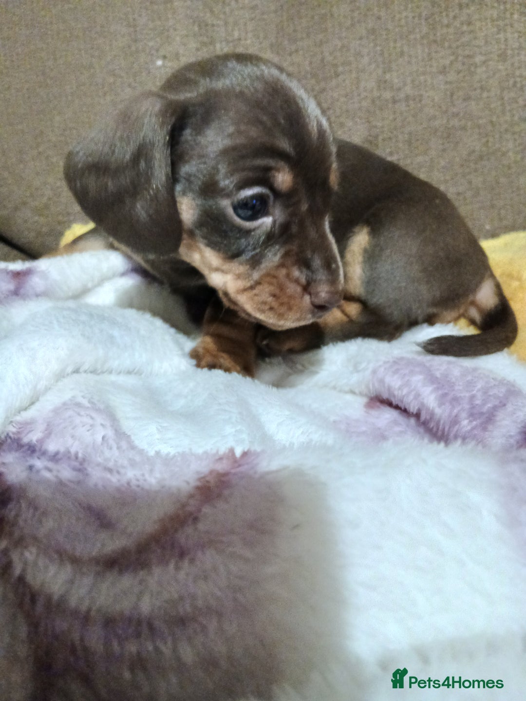 Miniature Dachshund dogs for sale: Miniature dachshunds  - Advert 3