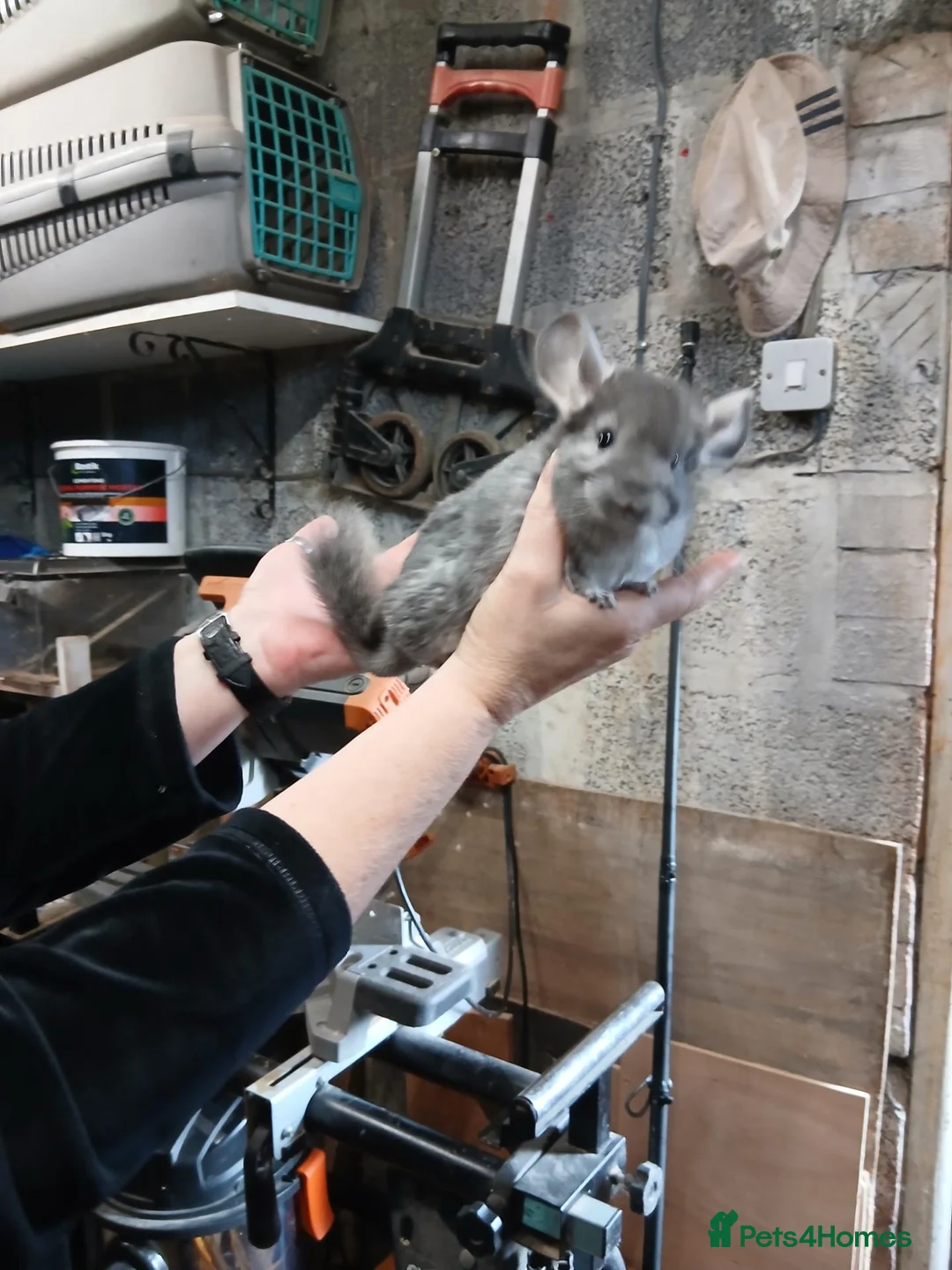 Chinchilla rodents for sale: 2 baby male chinchillas for sale - Advert 1