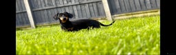Miniature Dachshund dogs for stud: Buzz the KC mini Dachshund in Eastleigh - Advert 5