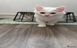 Persian cats for sale: Fluffy indoor kittens-Persian&Main Coon cross  - Image 20