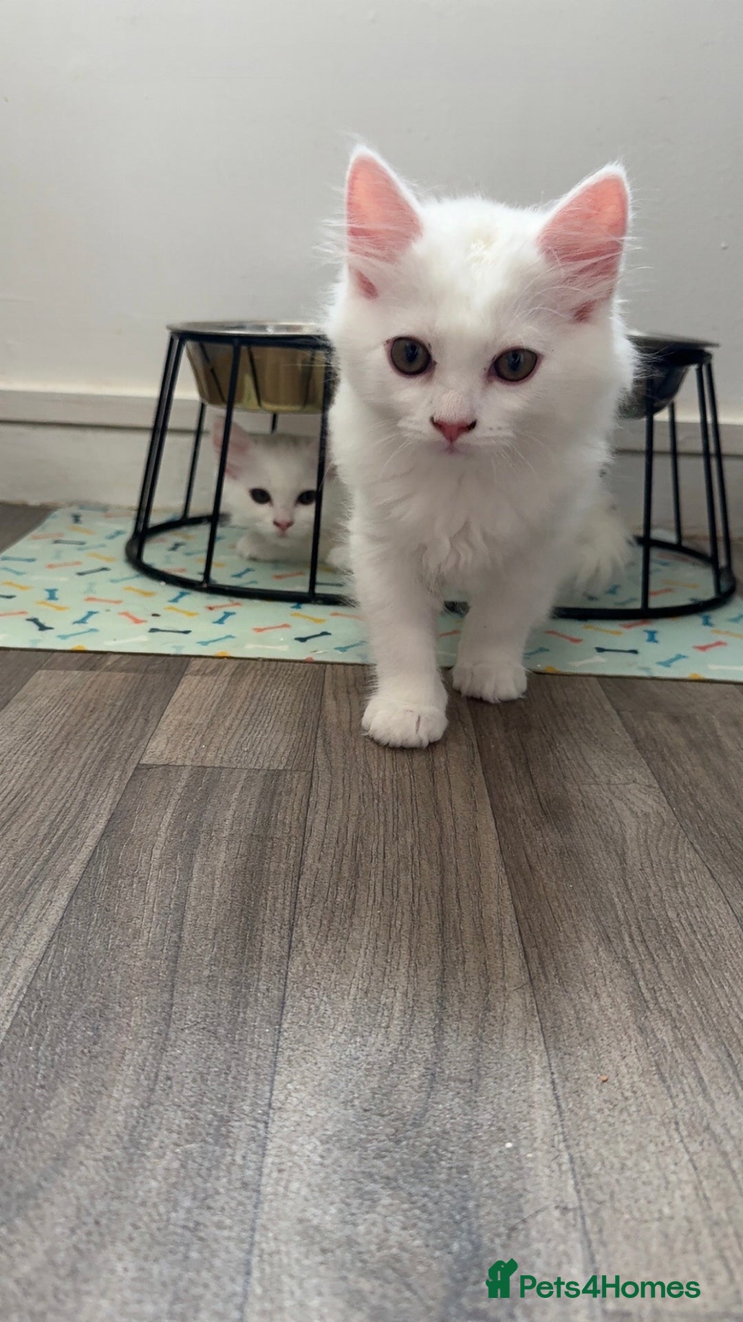Persian cats for sale: Fluffy indoor kittens-Persian&Main Coon cross  - Image 20