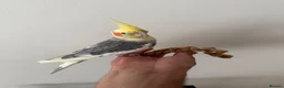 Cockatiels birds for sale: Beautiful hand tamed cockatiels  - Advert 4