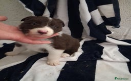 Border Collie dogs for sale: Border collie  - Image 4