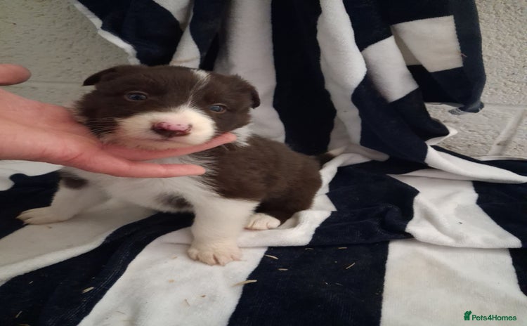 Border Collie dogs - Advert 1