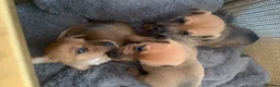 Mixed Breed dogs for sale: Terrier cross puppies  in Holt - Advert 4