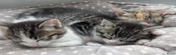 Mixed Breed cats for sale: Two beautiful tabby boys in Bath - Advert 1