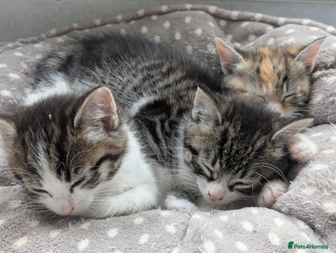 Mixed Breed cats for sale: Two beautiful tabby boys in Bath - Advert 1