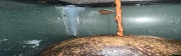 Gecko reptiles for sale: 4 Year Old Female Crested Gecko  in Peterborough - Advert 15