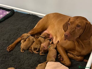 Hungarian Vizsla dogs x2 Male KC registered Vislzas avalaible - Advert 4
