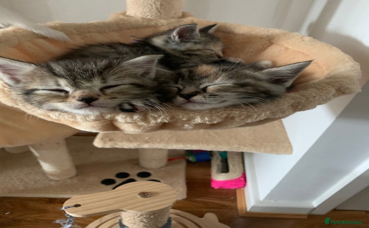 Mixed Breed cats - Advert 4