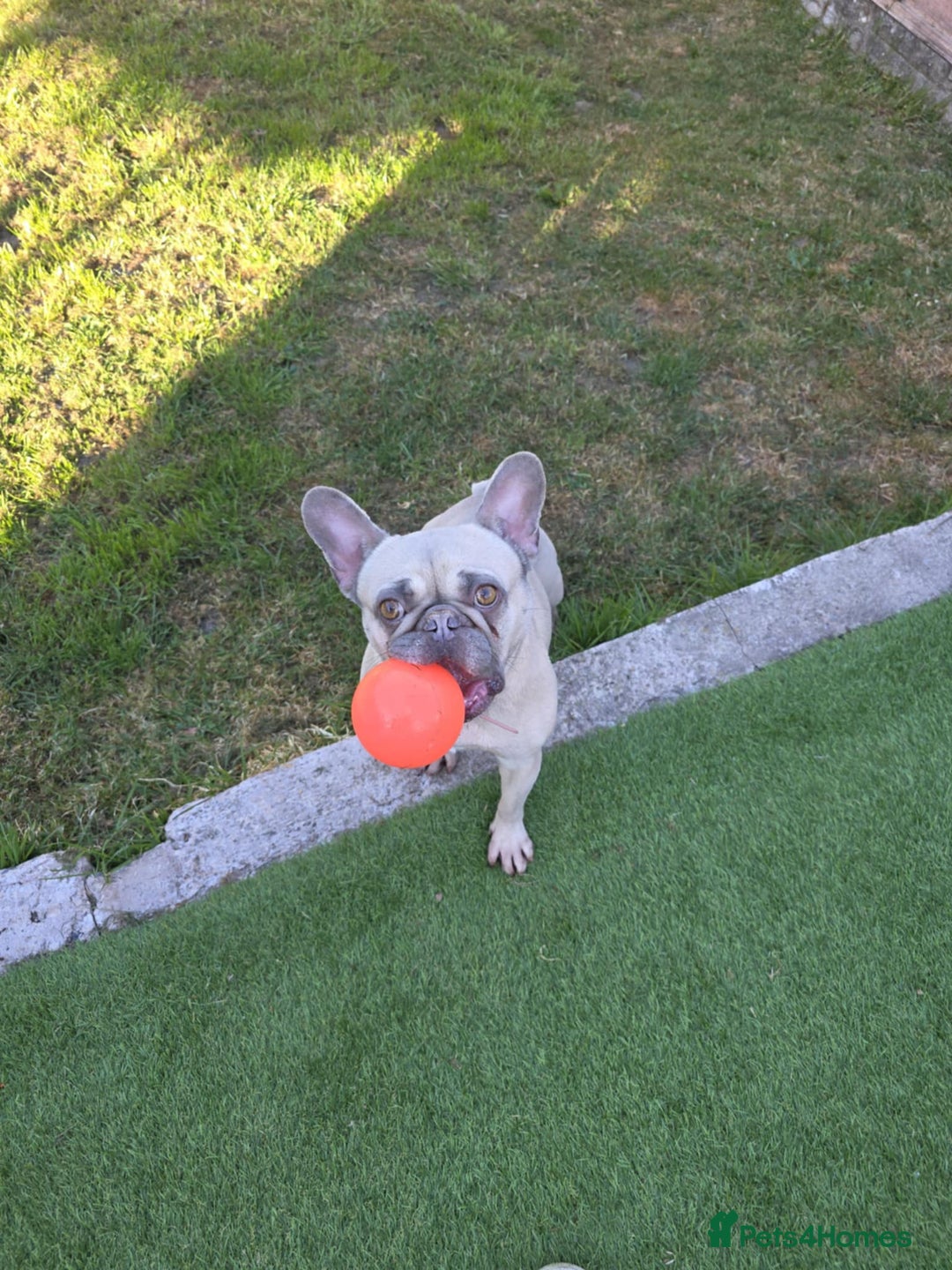 French Bulldog dogs for sale: 🐾 loving lilac fawn French bulldog 🐾  - Image 1