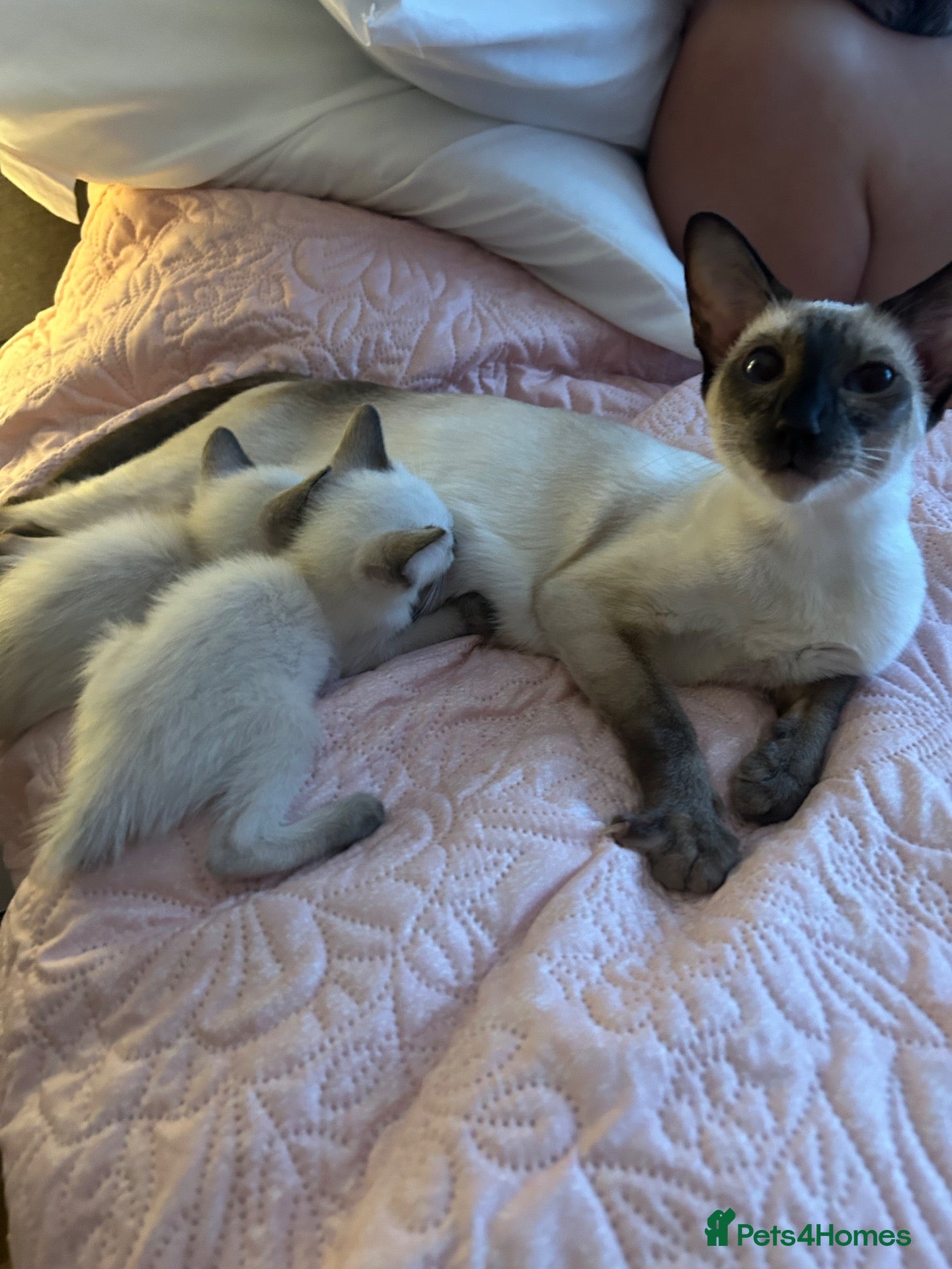 Siamese cats Four stunning chocolate Siamese kittens  - Advert 6