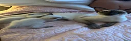Siamese cats for sale: Four stunning chocolate Siamese kittens  - Advert 2