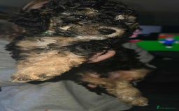 Cockapoo dogs for sale: Beautiful f1b cockapoo puppies  - Image 3