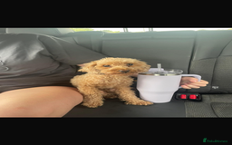 Toy Poodle dogs for sale: Pedigree tiny toy poodles  - Image 4