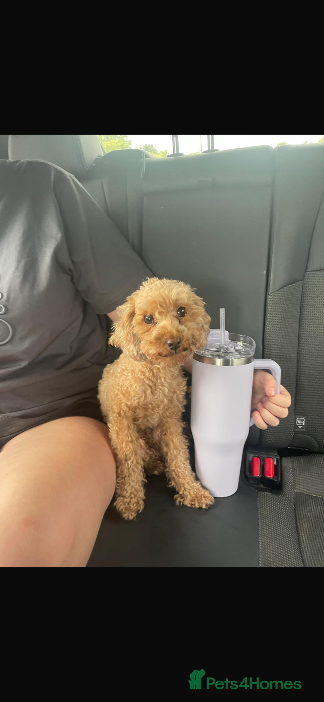 Toy Poodle dogs for sale: Pedigree tiny toy poodles  - Image 4