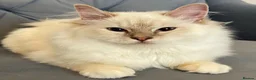 Ragdoll cats for sale: Registered Ragdoll Kittens - Advert 11