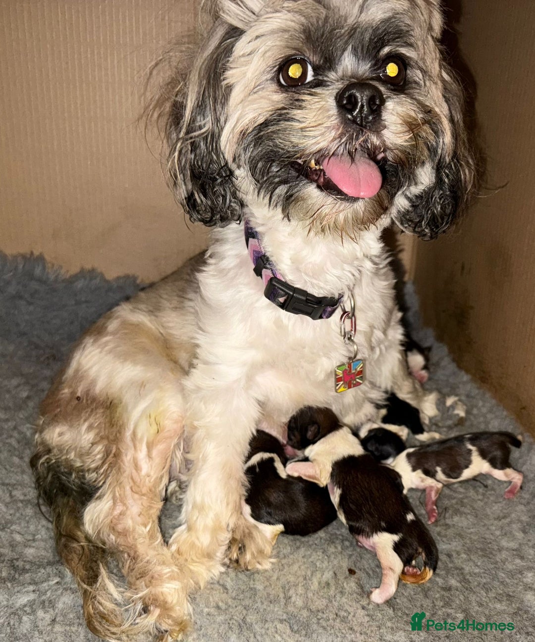 Lhasa Apso dogs for sale: 5 KC health tested Lhasa apso puppies - Advert 1