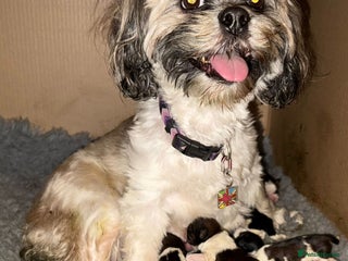 Lhasa Apso dogs 5 KC health tested Lhasa apso puppies - Advert 1