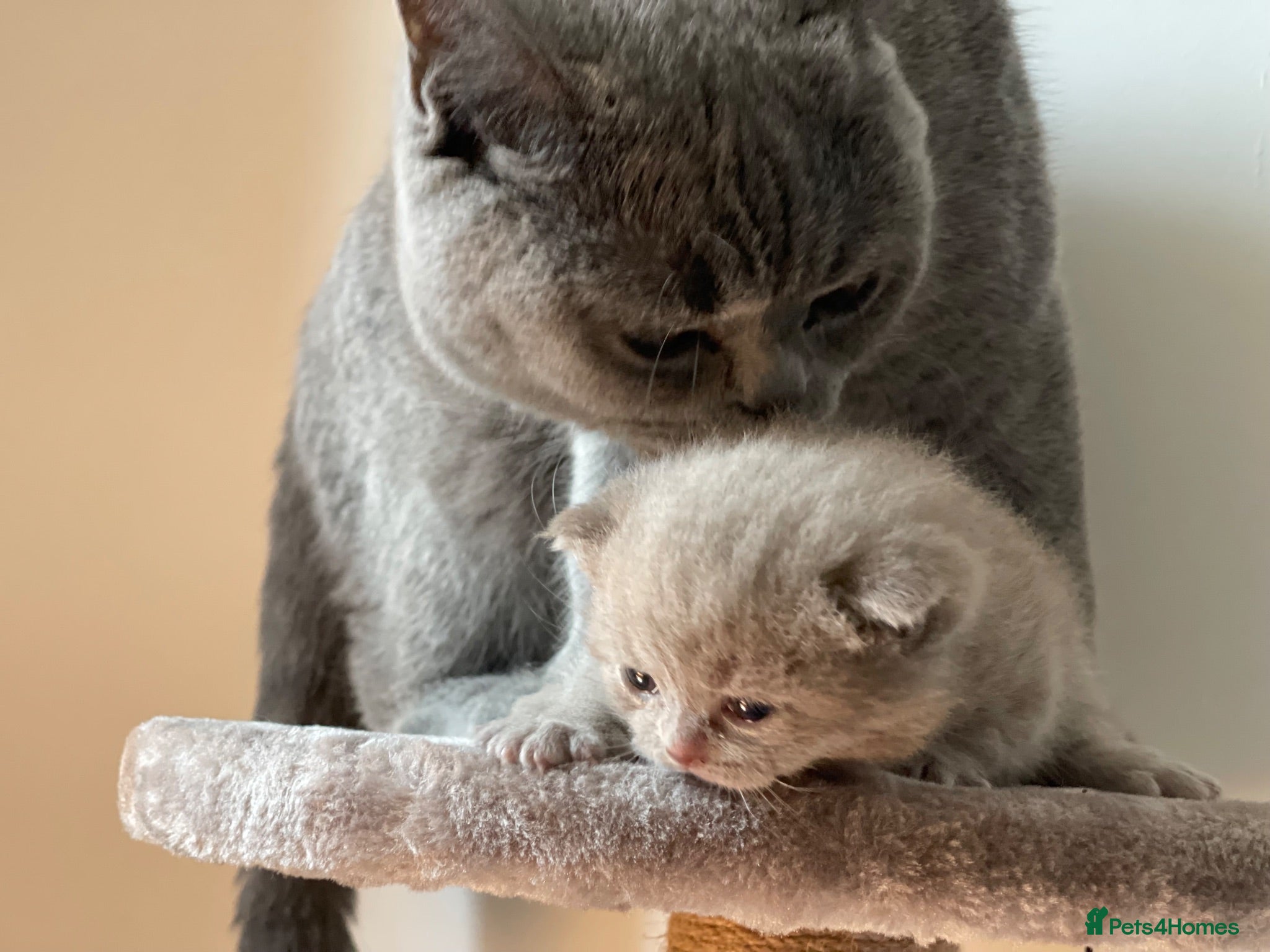 Brazilian Shorthair cats 3 Stunning Purebred British Shorthair kittens  - Advert 10