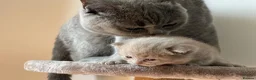 Brazilian Shorthair cats for sale: 3 Stunning Purebred British Shorthair kittens  - Advert 1