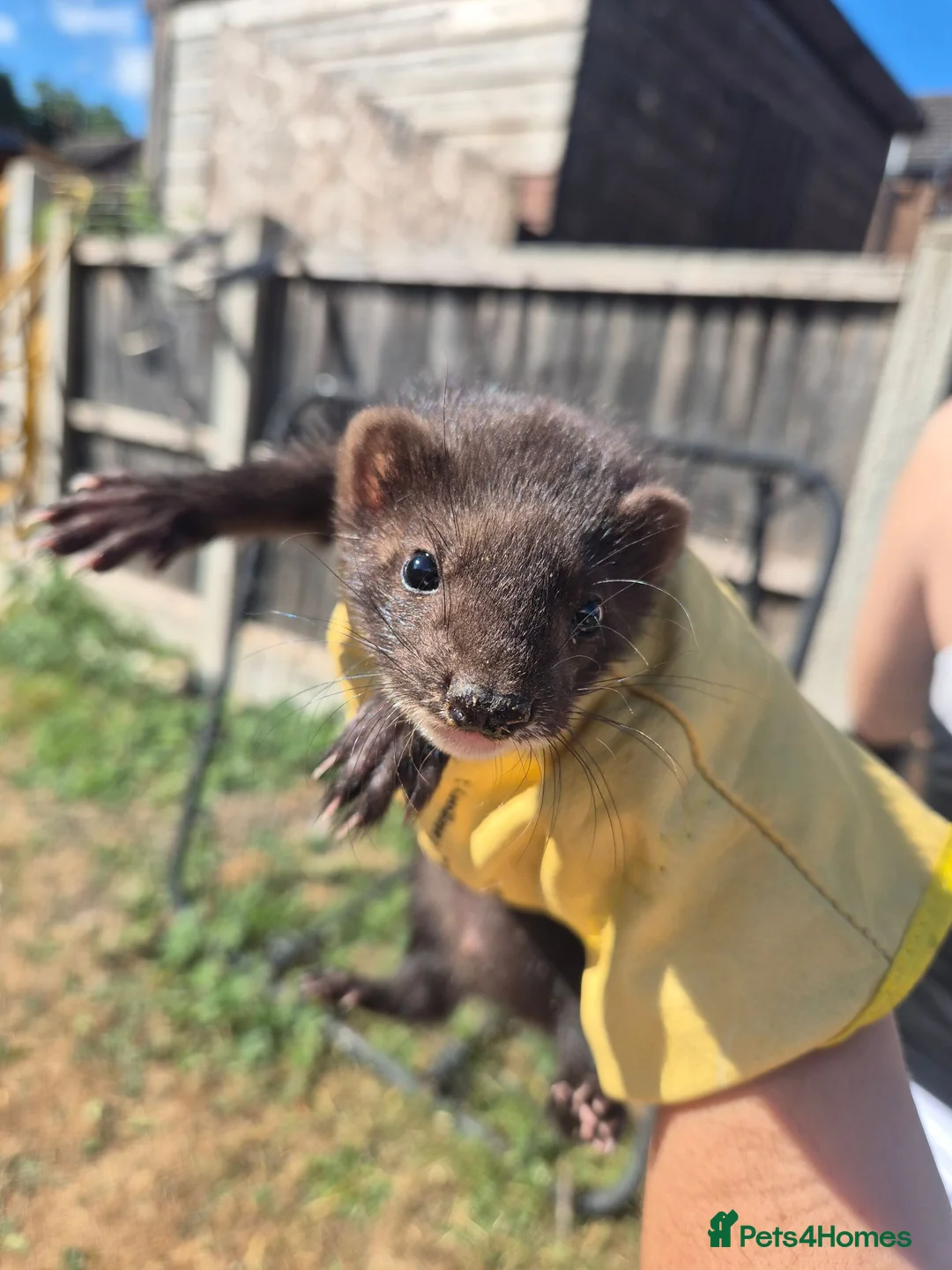 Ferret rodents for sale: Eu polecats in Barnsley - Advert 3