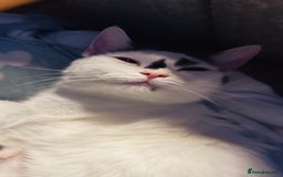 British Shorthair cats for sale: Beautiful litter of 3 .  - Image 1