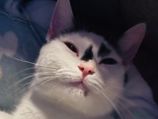 British Shorthair cats - Advert 2