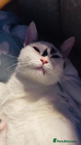 British Shorthair cats - Advert 14