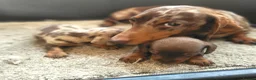 Miniature Dachshund dogs for sale: 🐶😍Miniature dachshund Puppies😍🐶 - Advert 10