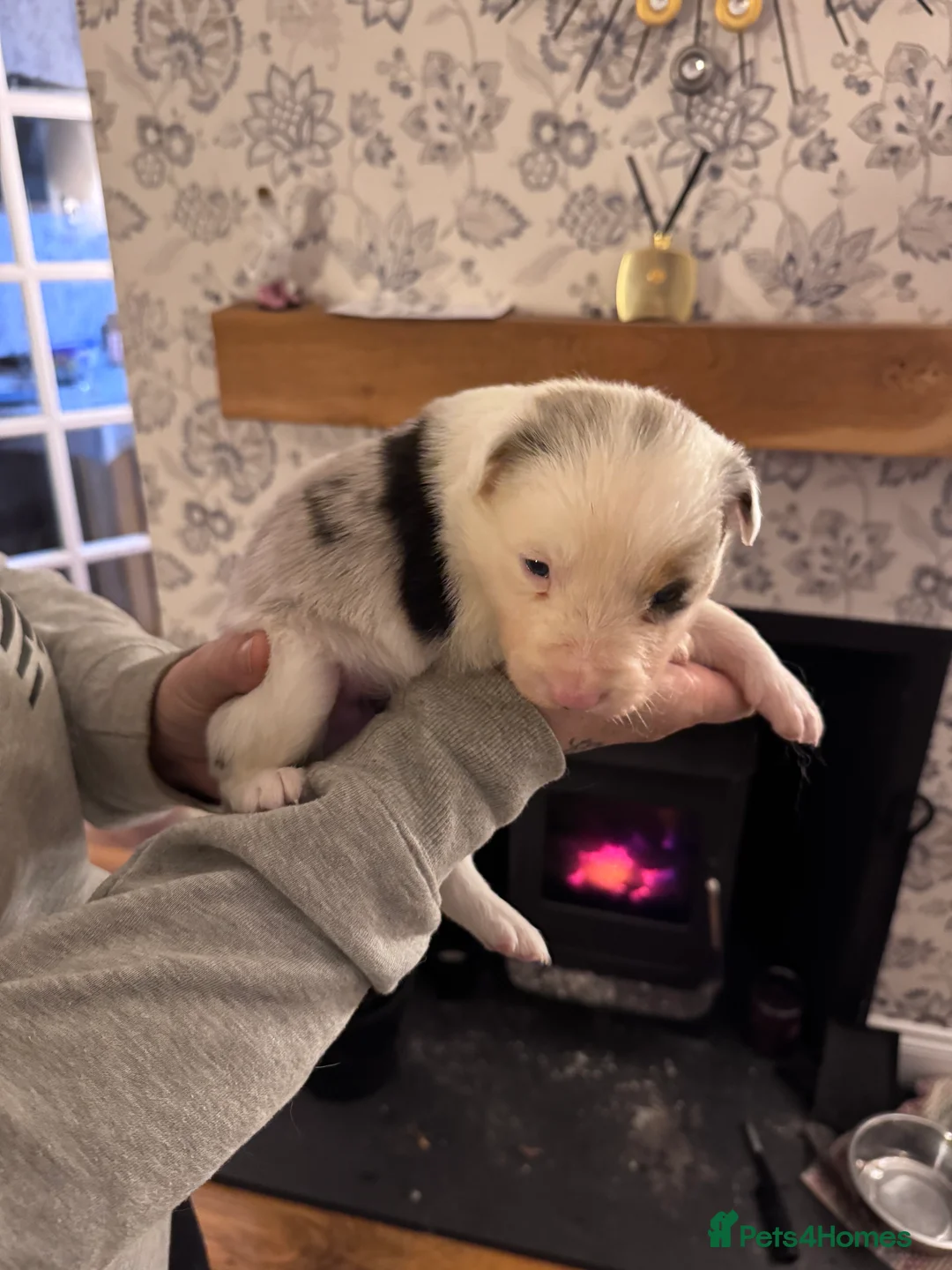 Border Collie dogs for sale: Adorable border collie tri coloured pups - Advert 7