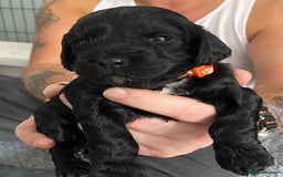Cockapoo dogs for sale: Cockapoo Puppies for Sale - Image 4