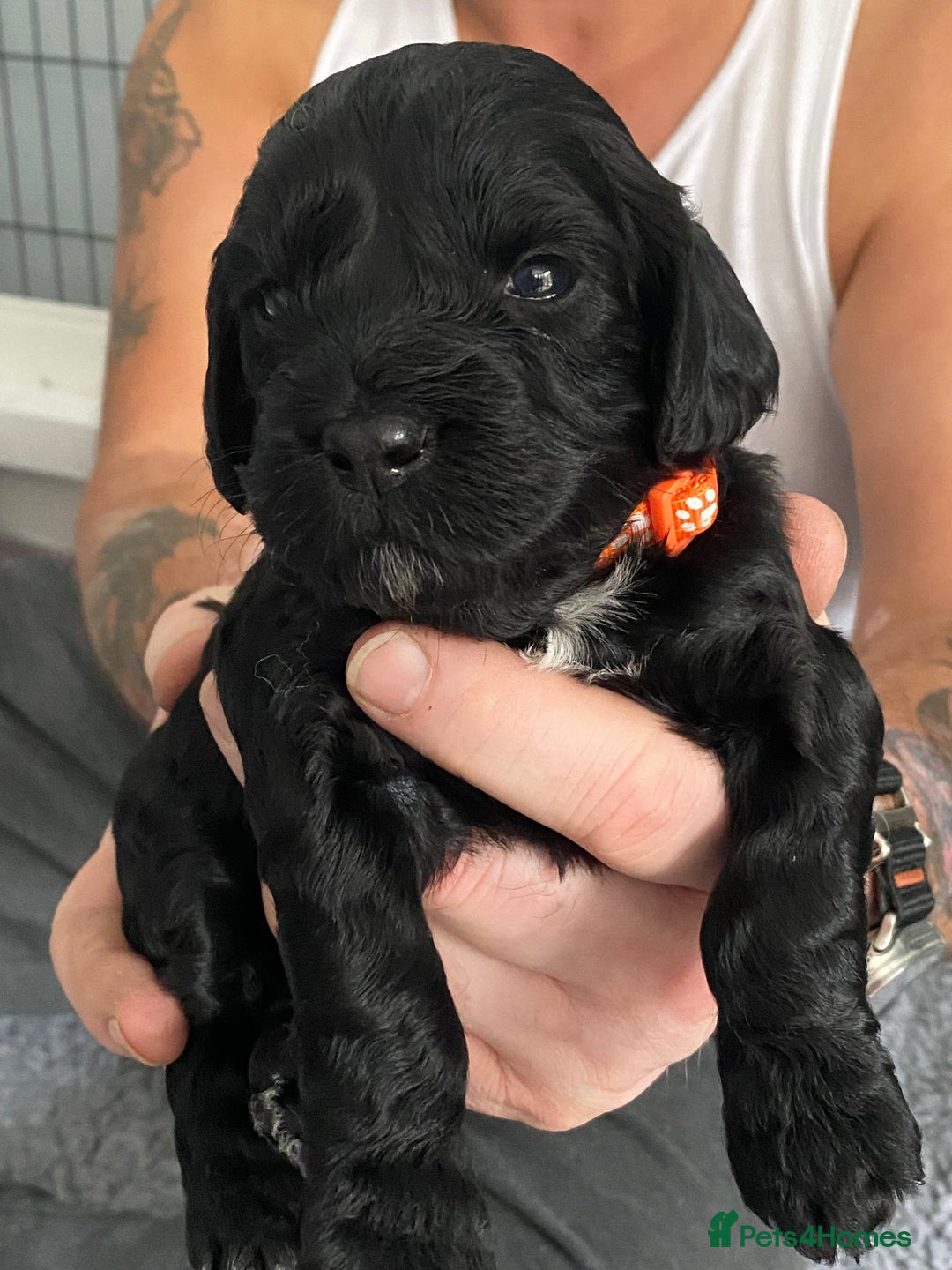 Cockapoo dogs for sale: Cockapoo Puppies for Sale - Image 4