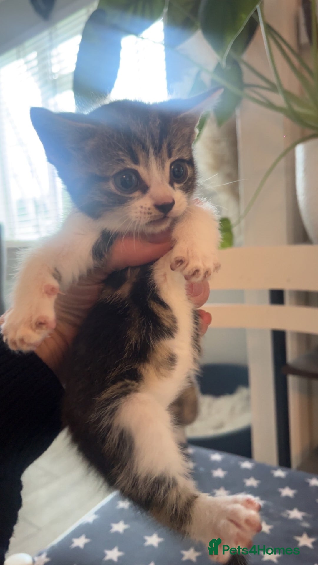 Mixed Breed cats for sale: 3 Beutiful babies  - Advert 33