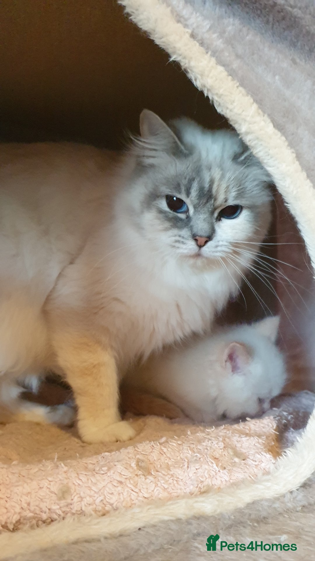 Ragdoll cats for sale: 💗Stunning GCCF registered Ragdoll Kittens. - Advert 30