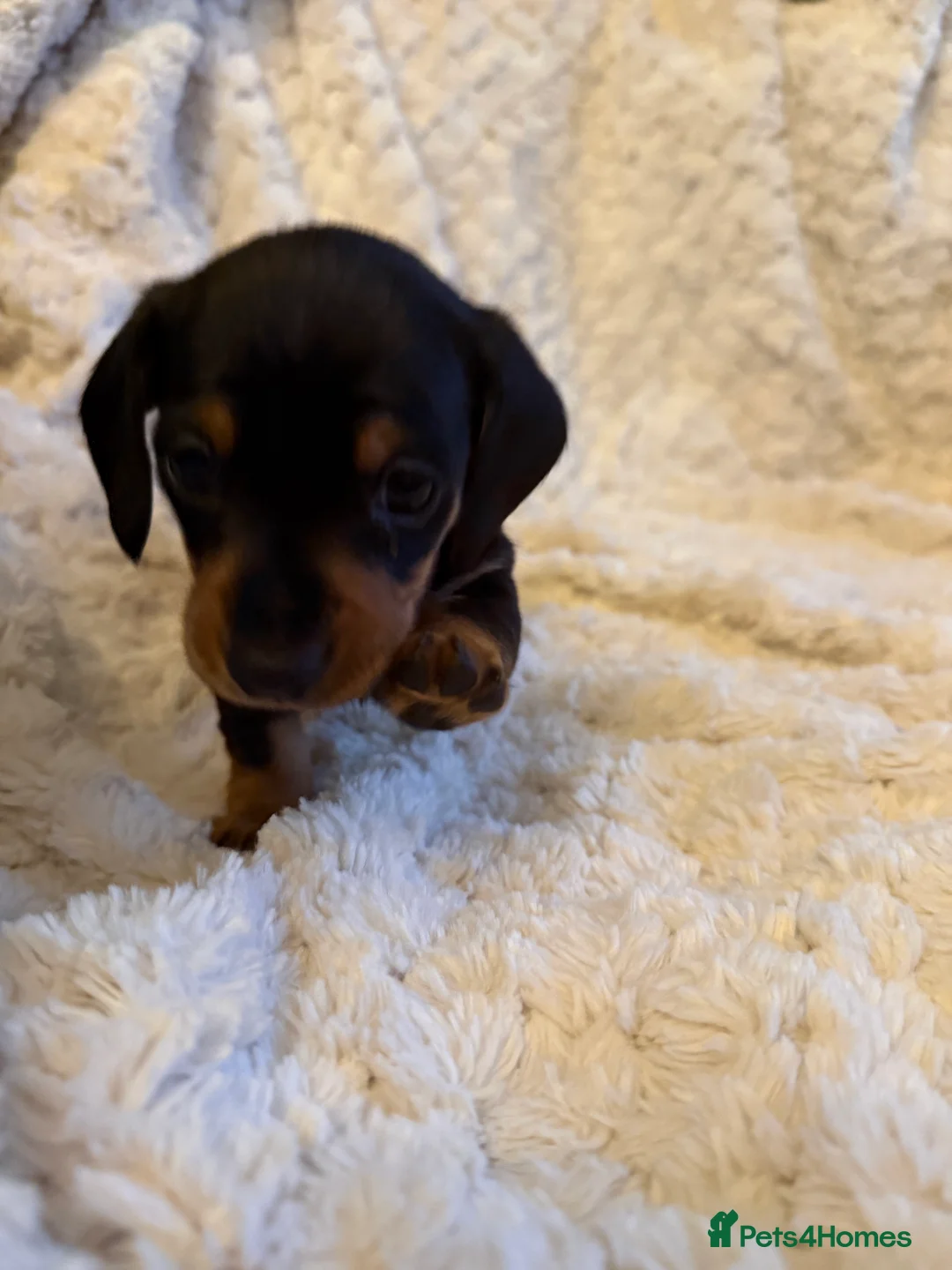 Miniature Dachshund dogs for sale: Black and Tan Miniature Dachshund Puppies  - Advert 36