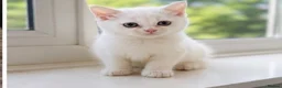 British Shorthair cats for sale: British shorthair adorable kittens ❤️ - Advert 9