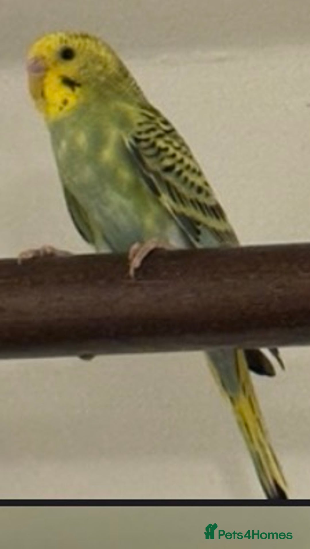 Budgerigars birds for sale: Healthy baby budgies for sale  - Advert 1