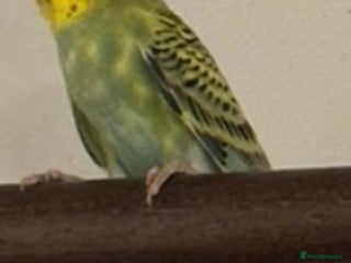 Budgerigars birds Healthy baby budgies for sale - Advert 13