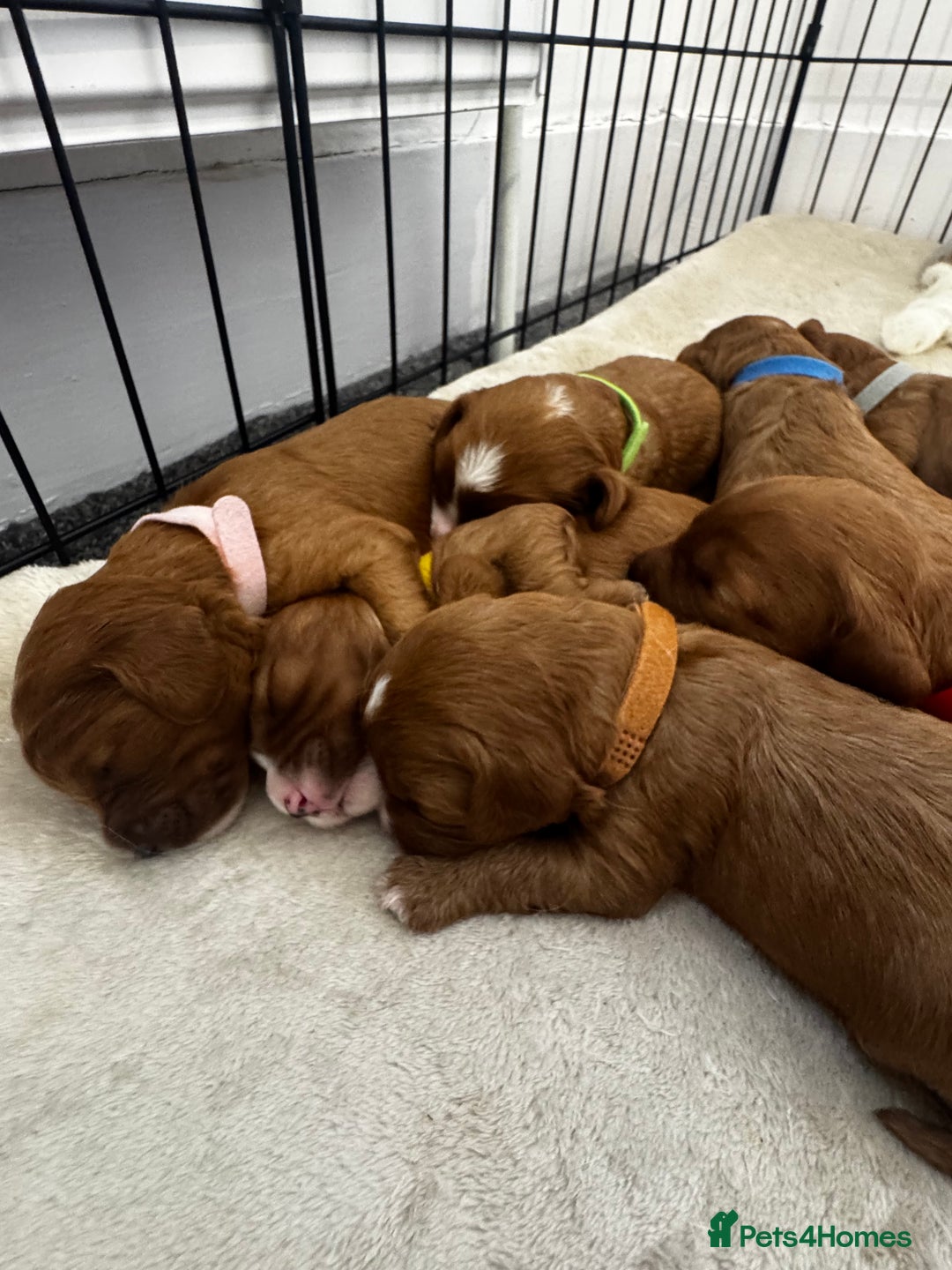 Cavapoo dogs for sale: Red Cavapoo Puppies 4 males 1 female Left - Image 12