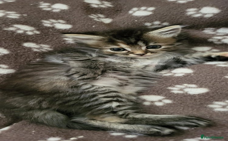 Siberian cats - Advert 3