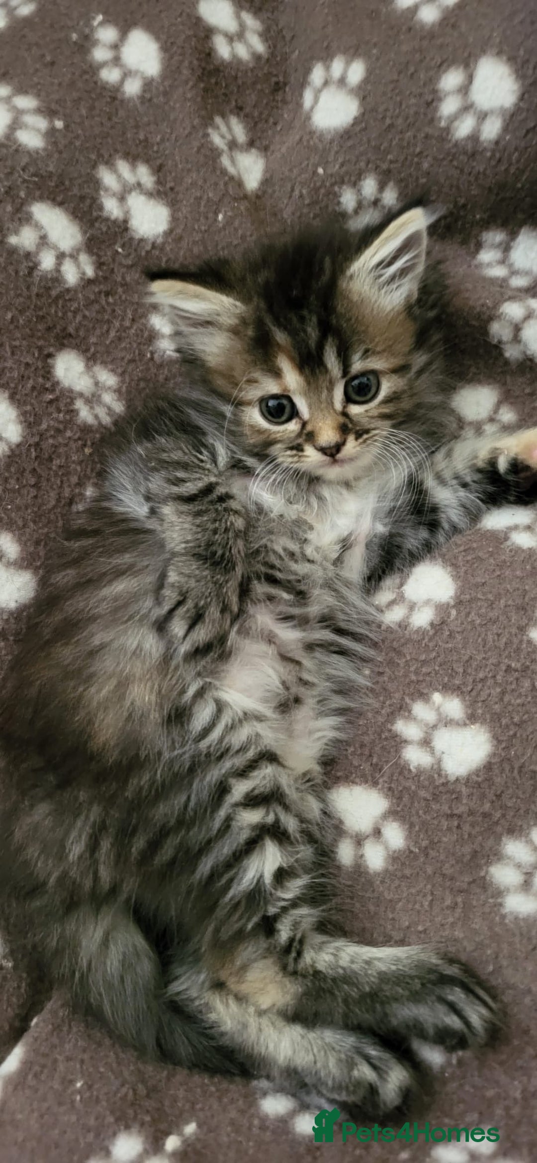 Siberian cats for sale: 9 beautiful Siberian kittens  - Image 1