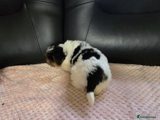 Yorkshire Terrier dogs - Advert 5