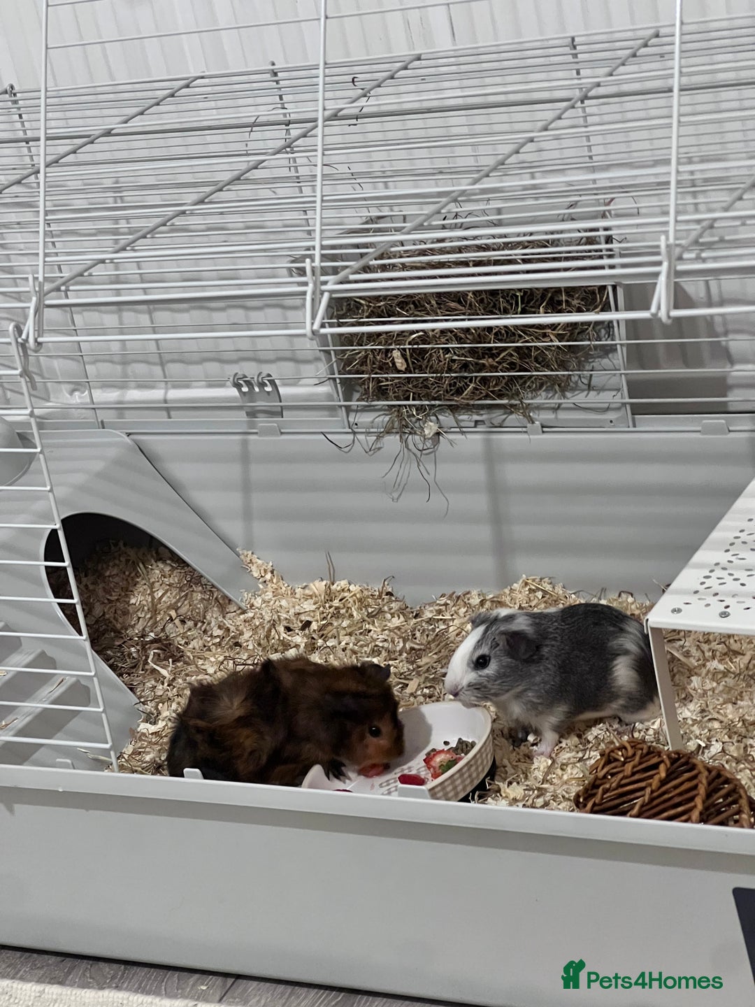 Guinea Pig rodents for sale: Ready to go! 2 male guinea pigs  - Image 2