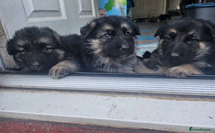 German Shepherd dogs - Advert 5