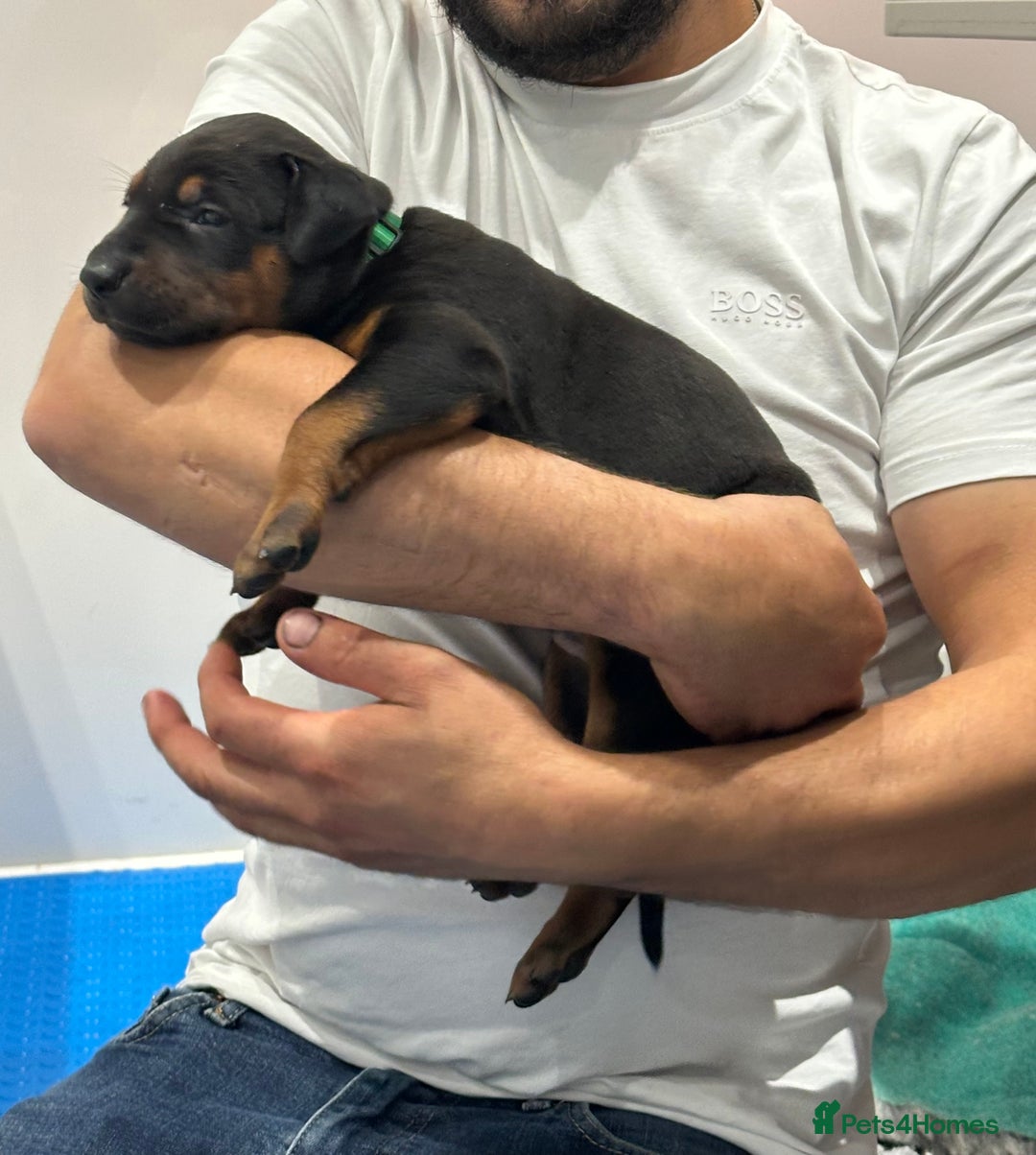Mixed Breed dogs for sale: Pure breed Chinese red dog puppies/Laizhou Hong - Image 14