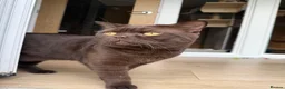 British Shorthair cats for stud: 🐾 Stud Cat Available for Mating 🐾 - Advert 1