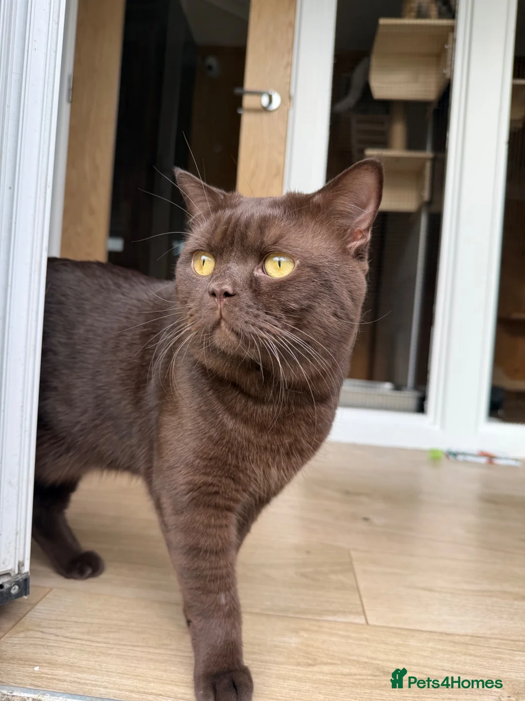 British Shorthair cats for stud: 🐾 Stud Cat Available for Mating 🐾 - Advert 1