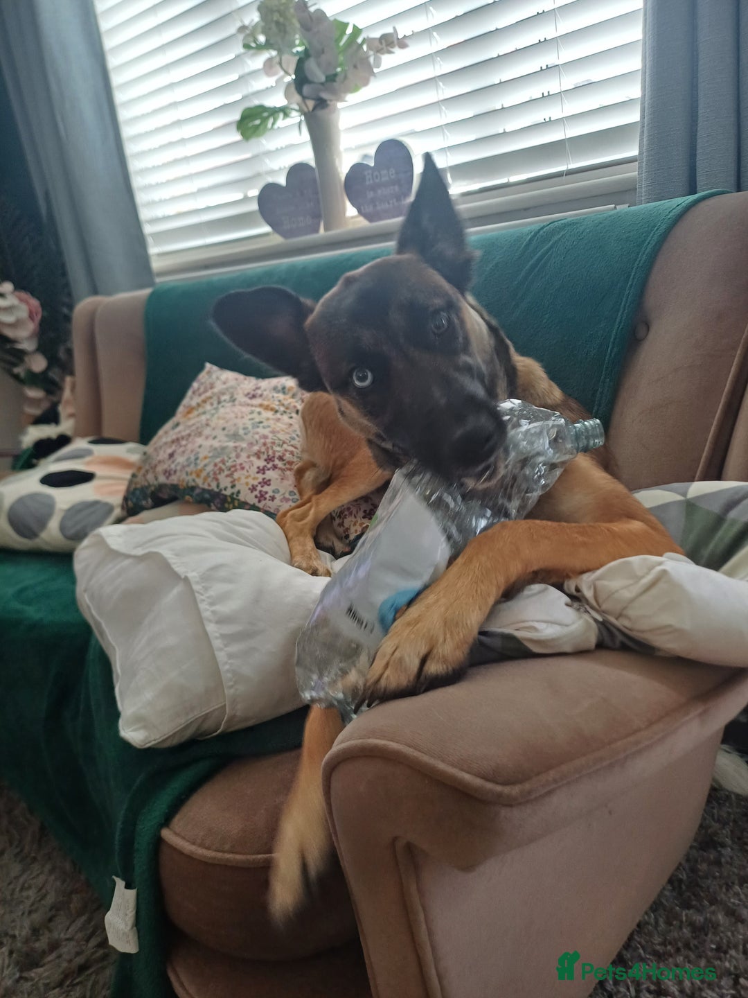 Mixed Breed dogs for sale: Reggie - Advert 5