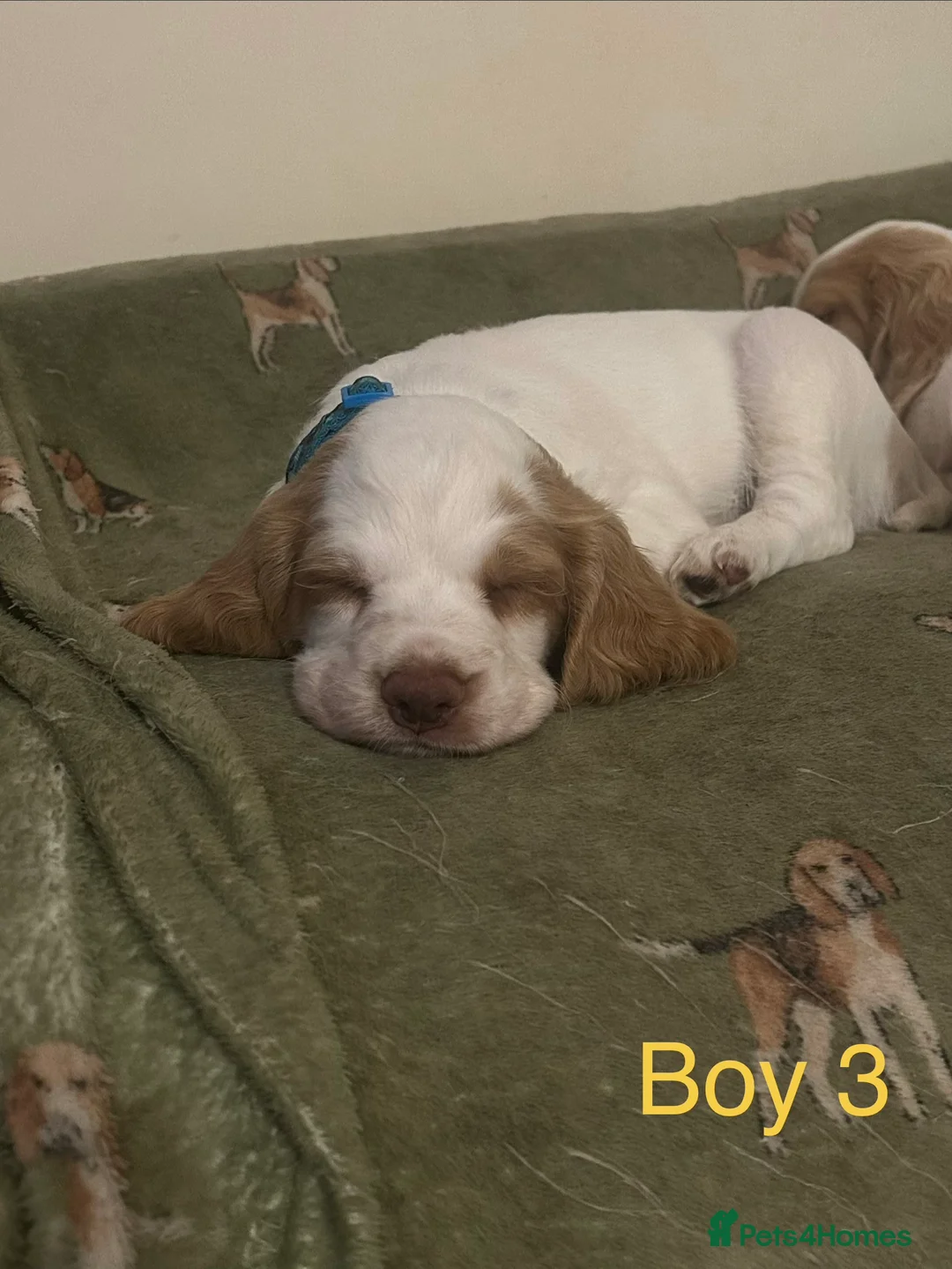 Cocker Spaniel dogs for sale: Working cocker pups - Advert 9